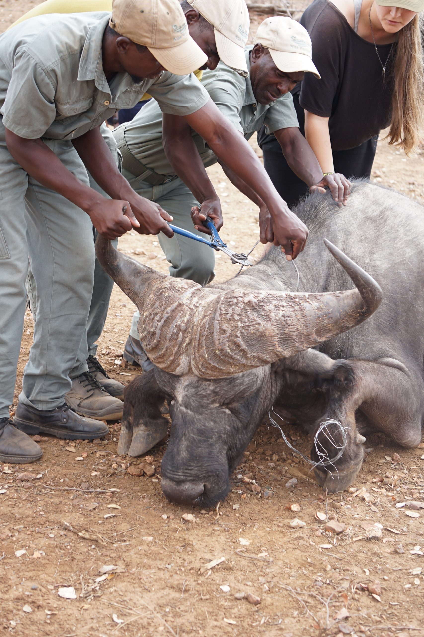 Wildlife Rescue and Rehab