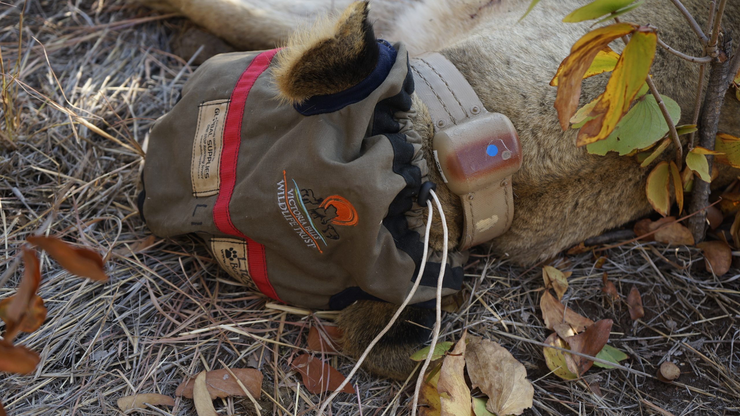 Wildlife Research